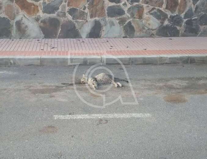 Gato que presumiblemente murió envenenado en Ojos de Garza/TA.